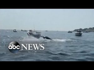 Read more about the article Close whale encounter
