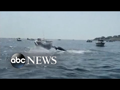 You are currently viewing Close whale encounter