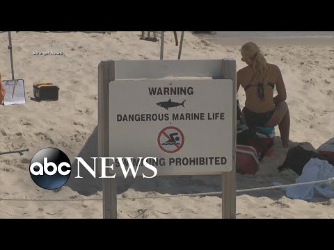 You are currently viewing Could global warming be a cause for more shark encounters?