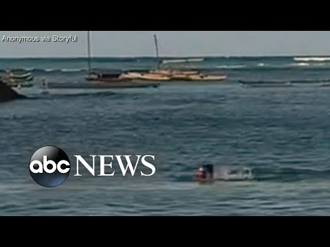 You are currently viewing Seal attack off Hawaiian beach