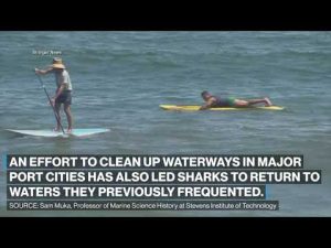 Read more about the article Could global warming be a cause for more shark encounters? l ABC News