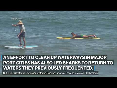 You are currently viewing Could global warming be a cause for more shark encounters? l ABC News