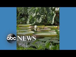 Read more about the article Time-lapse shows world’s largest species of waterlily growing