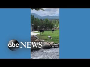 Read more about the article Moose approach man apparently napping on ground