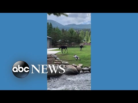You are currently viewing Moose approach man apparently napping on ground