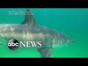 Read more about the article Why shark sightings and encounters are on the rise l GMA