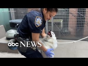Read more about the article Dog rescued from hot car adopted by rescuing officer
