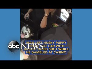 Read more about the article Puppy left inside hot car with mouth taped shut while owner gambled