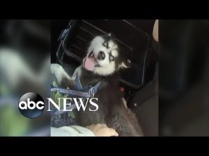 Read more about the article Man arrested after leaving husky puppy in hot car