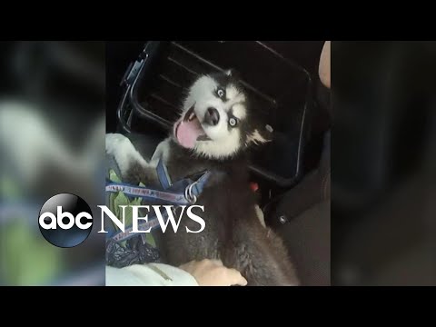 You are currently viewing Man arrested after leaving husky puppy in hot car