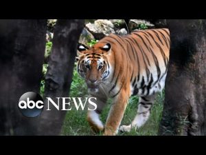 Read more about the article As Nepal’s tiger population increases so do attacks