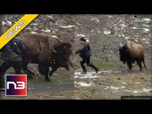 Read more about the article WOMAN In Yellowstone Gets On Wrong End Of A Bison, Gets Charged
