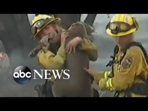 Read more about the article Firefighters rescue 2 dogs from California wildfire l ABC News