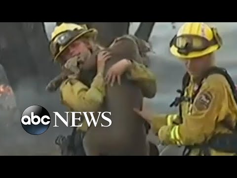 You are currently viewing Firefighters rescue 2 dogs from California wildfire l ABC News