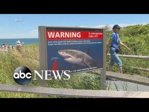 Read more about the article New warning about sharks amid new attacks