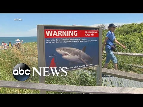 You are currently viewing New warning about sharks amid new attacks