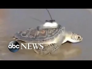 Read more about the article Rehabilitated sea turtles released back into the ocean l ABC News