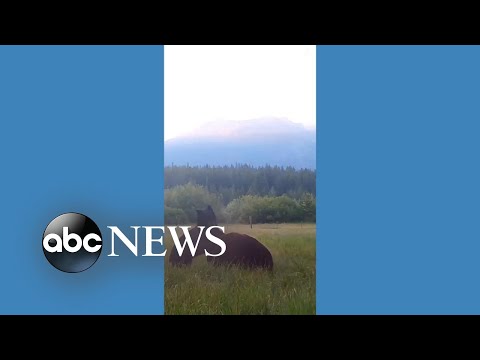 You are currently viewing Trail camera spots bears wrestling