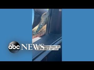 Read more about the article Snake slithers on car while woman drives on highway