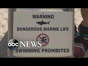 Read more about the article Authorities warn beach goers of sharks