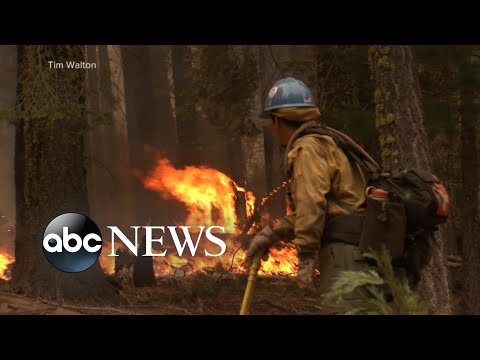 You are currently viewing Firefighters battling Yosemite wildfire