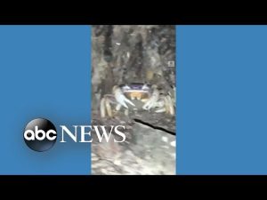 Read more about the article Crabs take over outside Costa Rica cabin