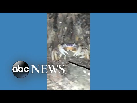 You are currently viewing Crabs take over outside Costa Rica cabin