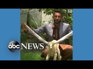 Read more about the article Baby goat wows world with 22-inch ears