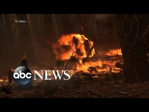Read more about the article Wildfire rages near Yosemite National Park l GMA