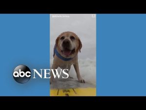 Read more about the article Surfing pups compete in world championship