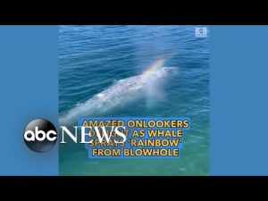 Read more about the article Gray whale sprays a ‘rainbow’ from blowhole