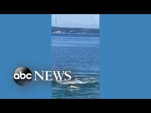 Read more about the article Golden retriever swims with whale off Washington coast