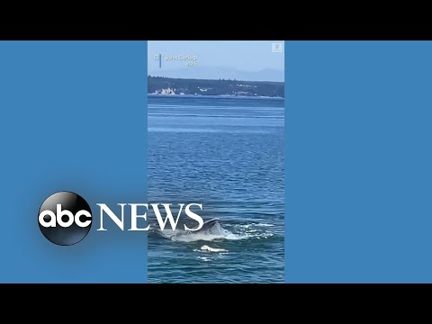 You are currently viewing Golden retriever swims with whale off Washington coast