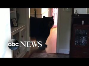 Read more about the article Bear breaks into Connecticut home
