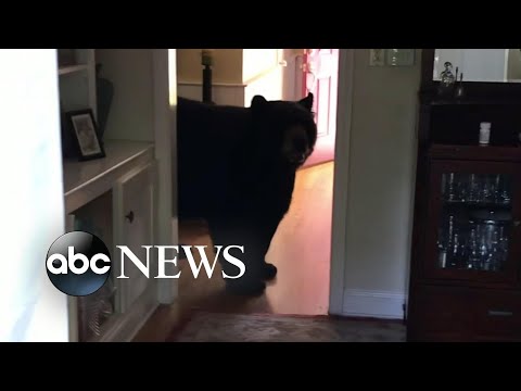 You are currently viewing Bear breaks into Connecticut home
