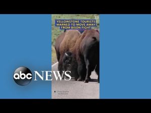 Read more about the article Yellowstone tourists warned to move away from bison fight
