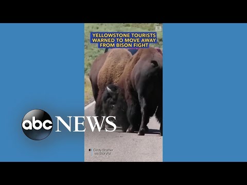 You are currently viewing Yellowstone tourists warned to move away from bison fight