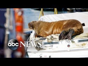 Read more about the article Norwegian officials euthanize Freya the walrus