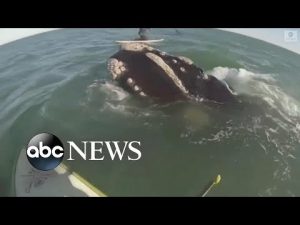 Read more about the article Paddleboarders have close encounter with pod of whales