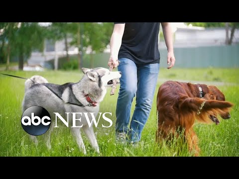 You are currently viewing Health tips to protect your pets from monkeypox