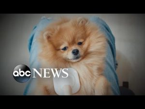 Read more about the article How spoiled is your dog?