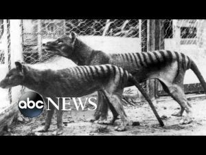 Read more about the article Texas-based company trying to resurrect extinct animal species l ABCNL