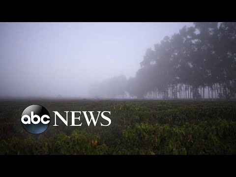 You are currently viewing Coffee may soon cost more