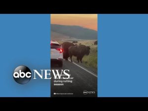 Read more about the article Bison rams side of car in Yellowstone National Park