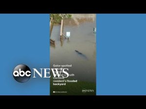 Read more about the article Gator takes a swim through flooded South Carolina yard