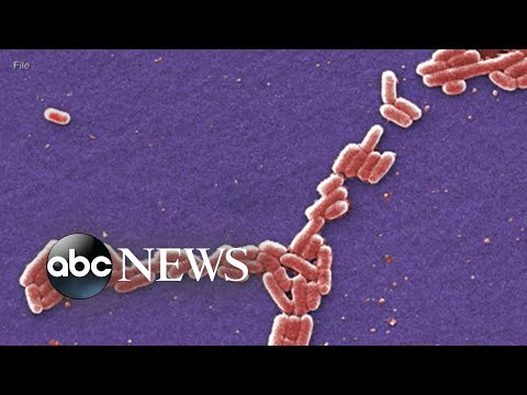 You are currently viewing Wendy’s serves burgers without lettuce amid E. coli outbreak | ABCNL