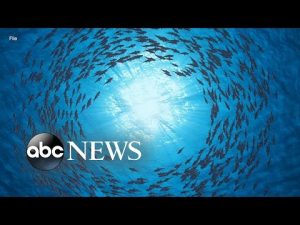 Read more about the article Up to 90% of marine species at risk due to climate change: Study