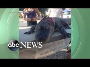 Read more about the article Emotional support alligator