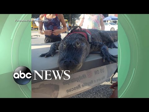You are currently viewing Emotional support alligator