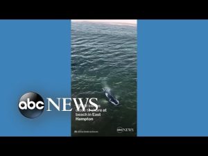 Read more about the article Humpback whale swims near Long Island beach
